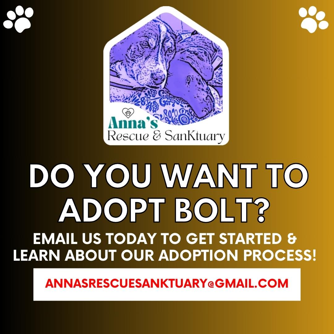 Enlarge Bolt, a Adopted mixed breed in Aurora, ON image 6/6