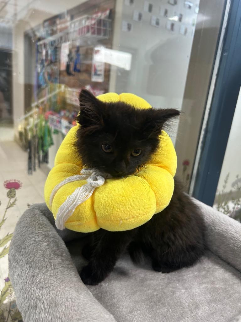 Shadow, Adopted, Kitten Female Domestic Short Hair.