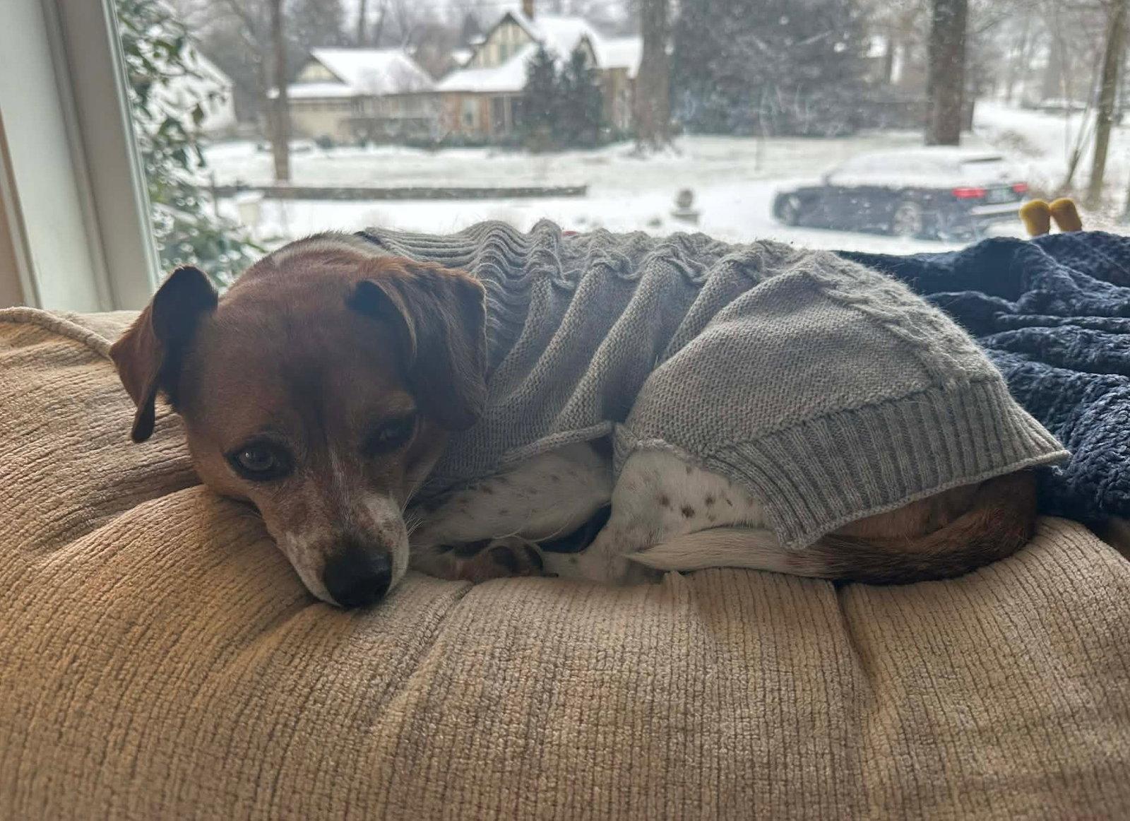 Winnie CL, Adoptable, Adult Female Beagle & Chihuahua.