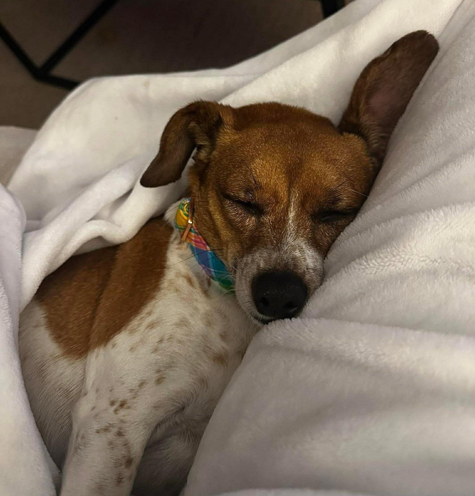 Enlarge Winnie CL, a Adoptable mixed breed in Dunnellon, FL image 2/3