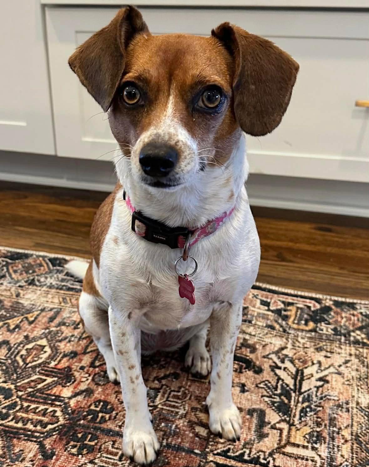 Enlarge Winnie CL, a Adoptable mixed breed in Dunnellon, FL image 3/3