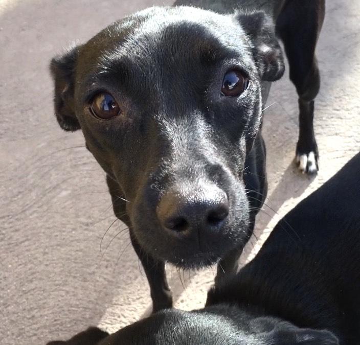 Flaca (9), an adoptable Terrier in Mexicali, BCN, 21280 | Photo Image 4