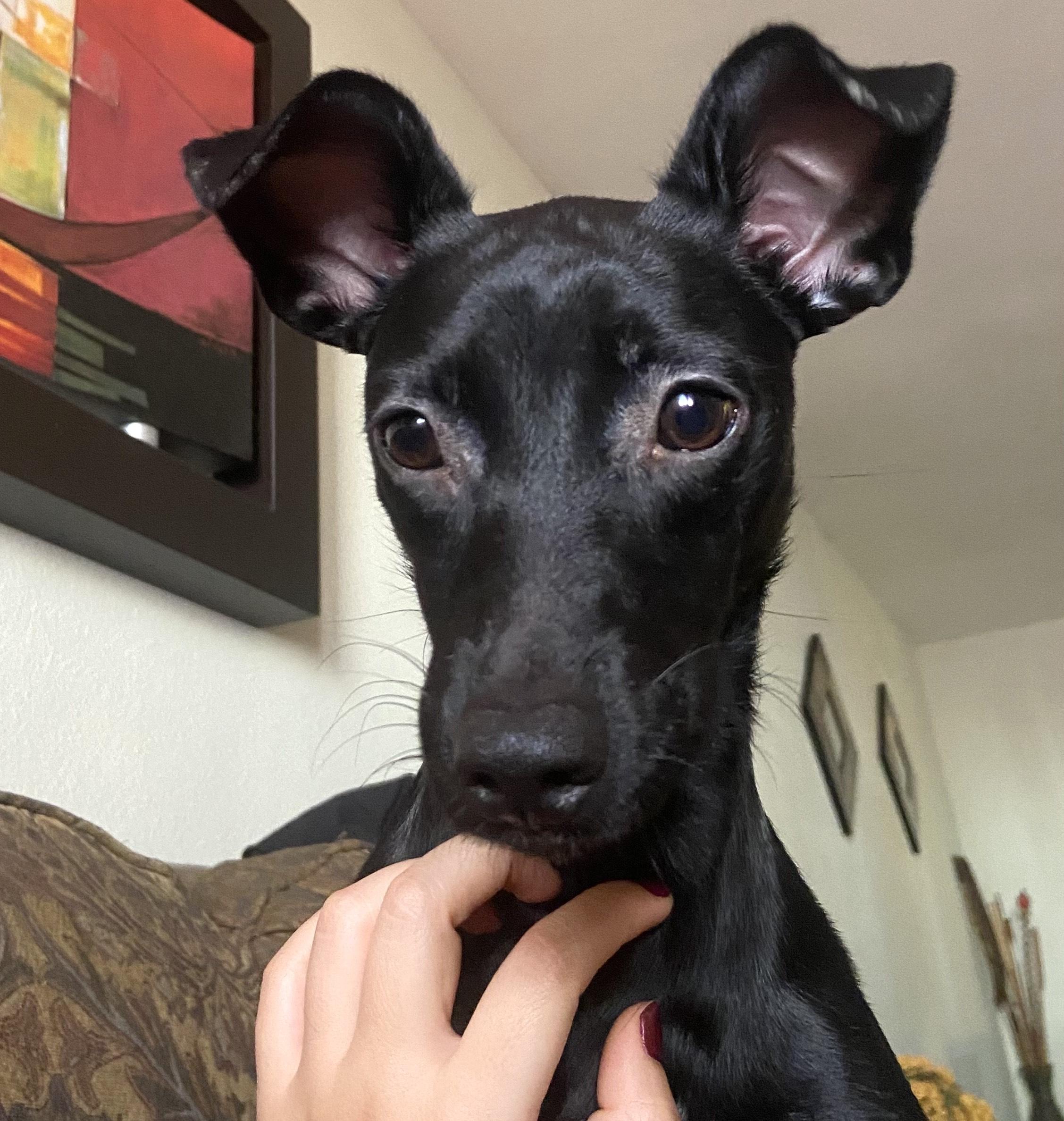 Flaca (9), an adoptable Terrier in Mexicali, BCN, 21280 | Photo Image 1