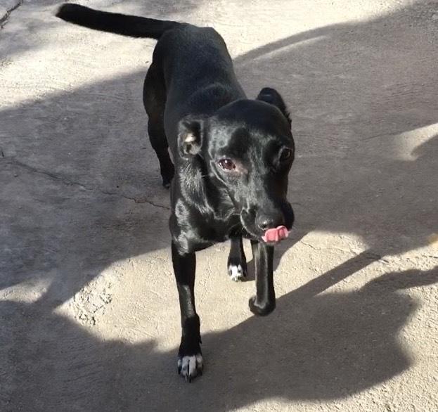 Flaca (9), an adoptable Terrier in Mexicali, BCN, 21280 | Photo Image 3