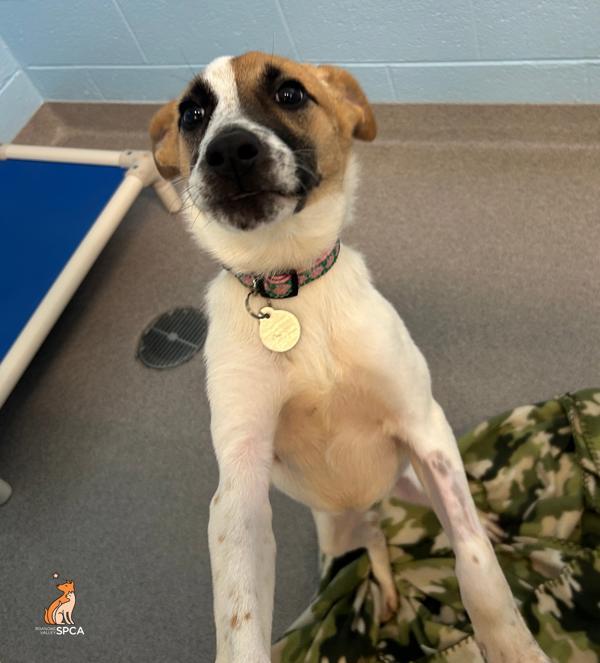 Alice, Adoptable, Young Female Fox Terrier.