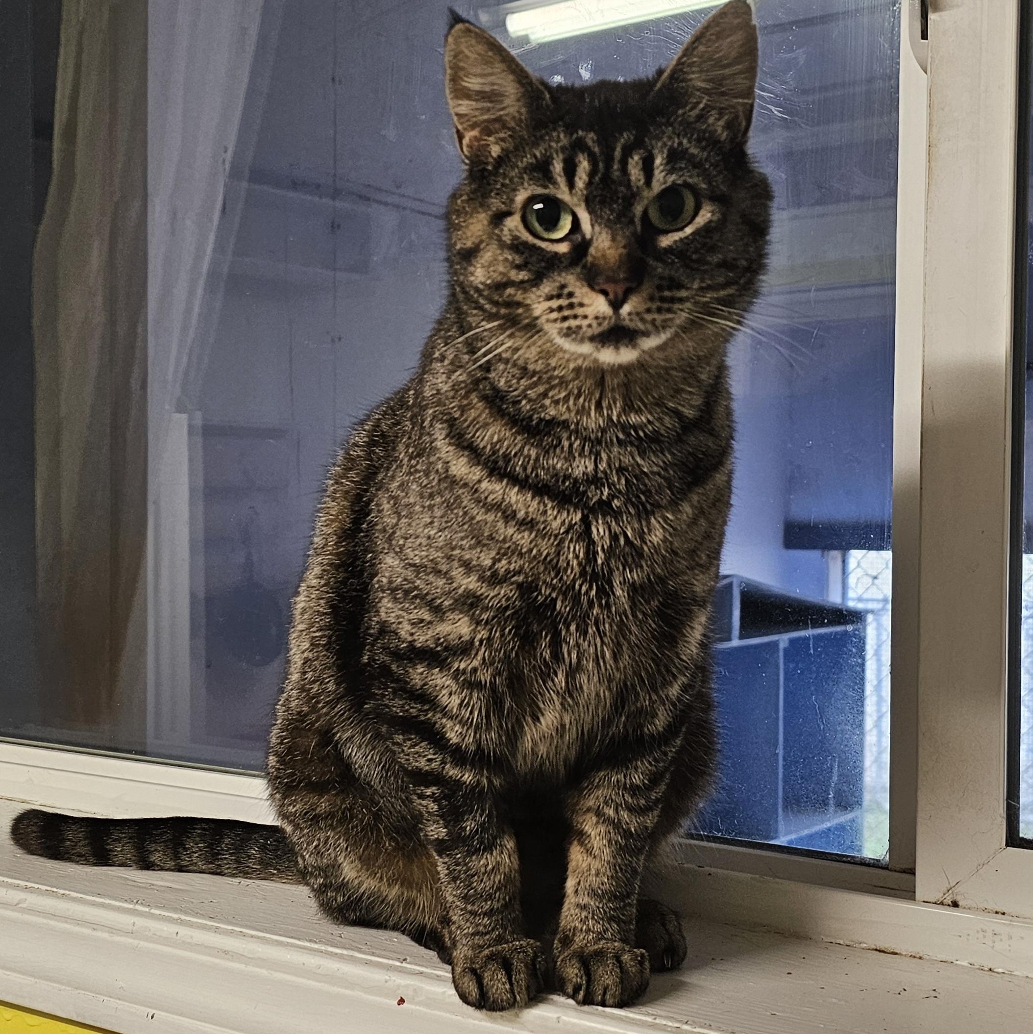 River, ADOPTABLE, Adult Female Domestic Short Hair.