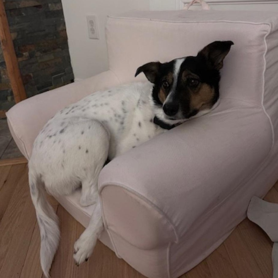 POPPY, Adoptable, Adult Female English Pointer & Australian Cattle Dog / Blue Heeler.