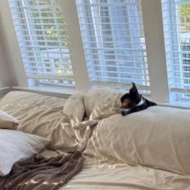 POPPY, a Adoptable mixed breed in Staten Island, NY image 5/6