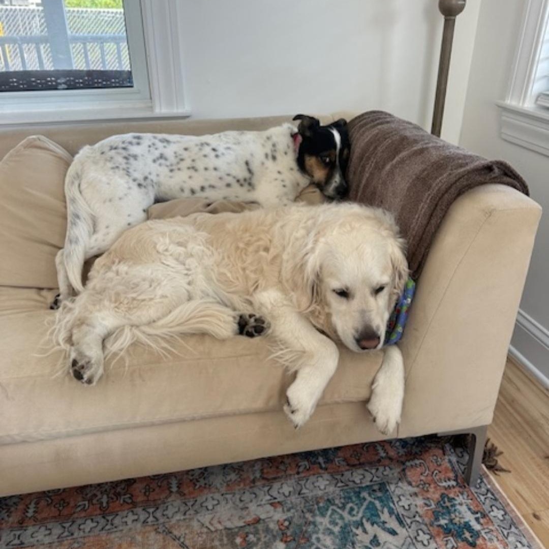 POPPY, a Adoptable mixed breed in Staten Island, NY image 3/6