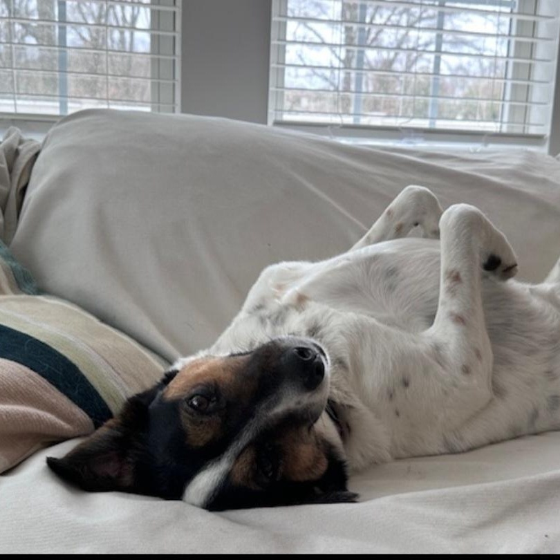 POPPY — thumbnail 6