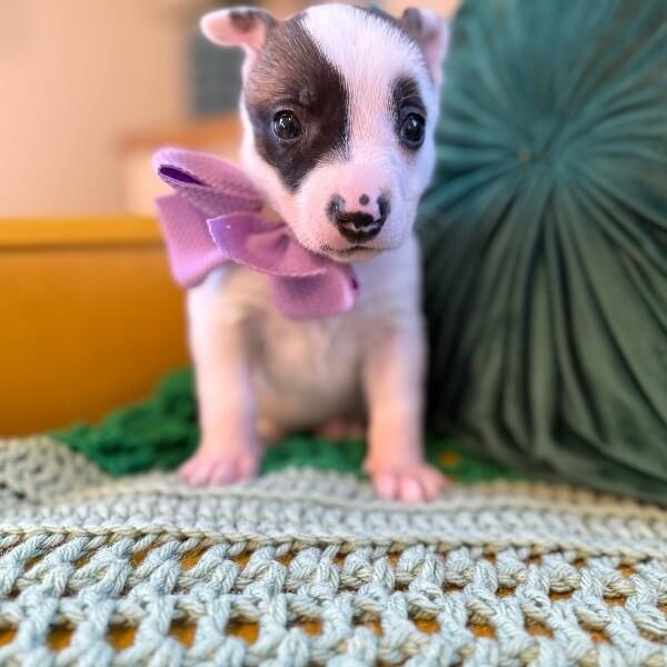 Pearl White — thumbnail 5