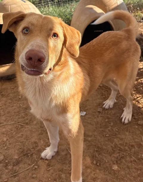 Enlarge Simon(Sponsored), a Adopted mixed breed in Munfordville, KY image 3/3