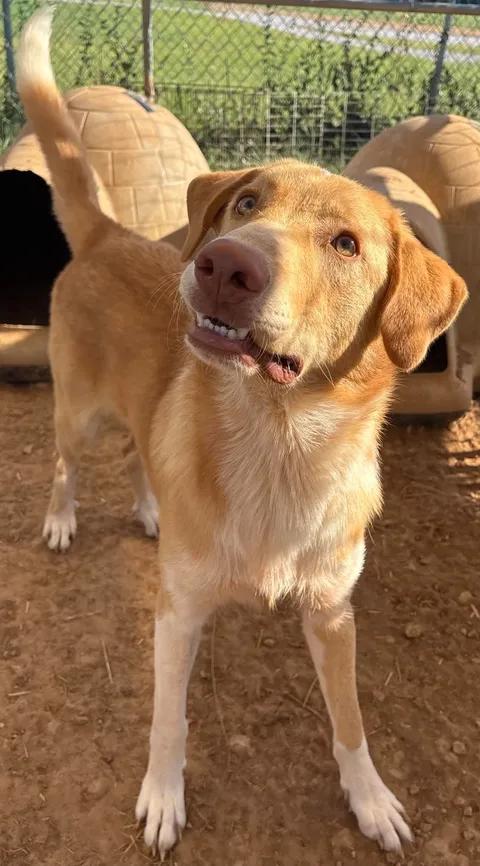 Enlarge Simon(Sponsored), a Adopted mixed breed in Munfordville, KY image 2/3