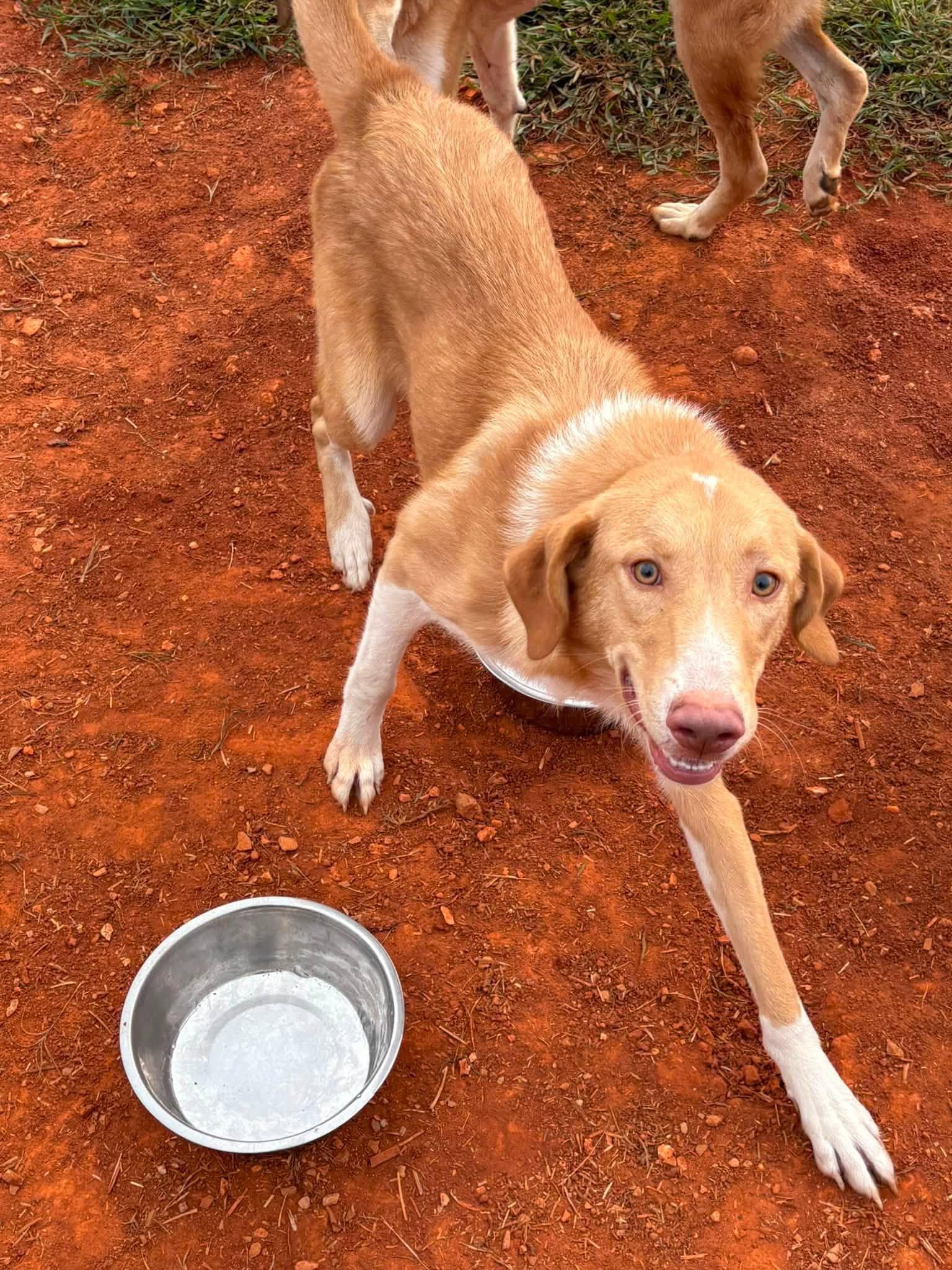 Simon, ADOPTABLE, Young Male Golden Retriever.