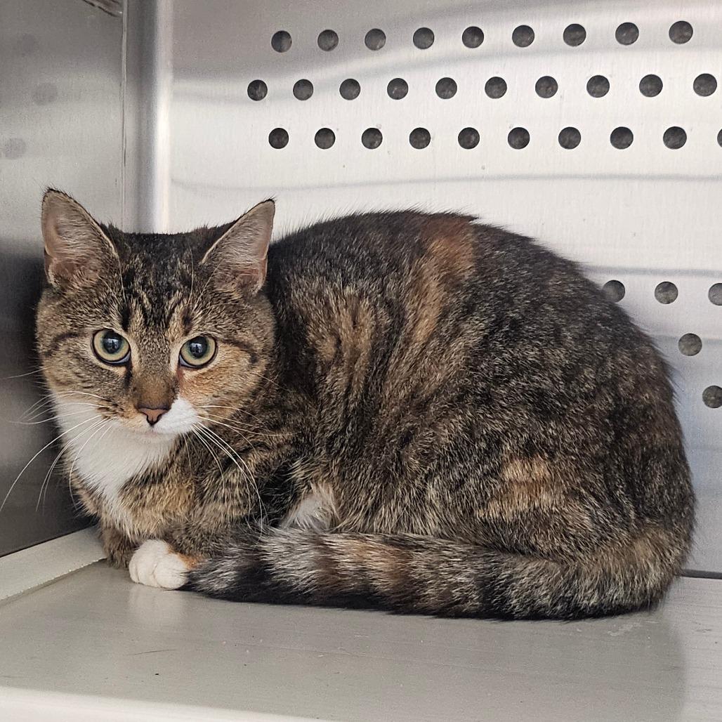 Enlarge Pickles, a Adoptable Domestic Short Hair in Chatham, VA image 1/1