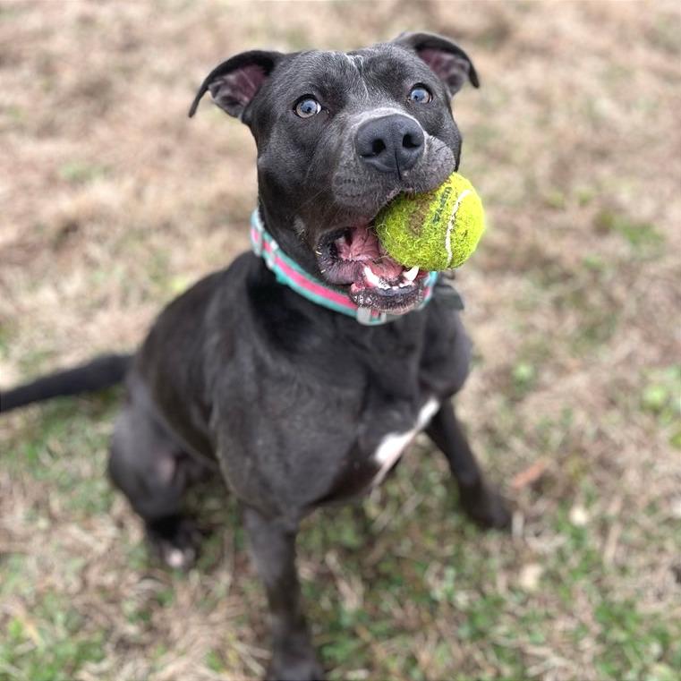 Enlarge Sage, a Adoptable Mixed Breed in Chattanooga, TN image 1/1