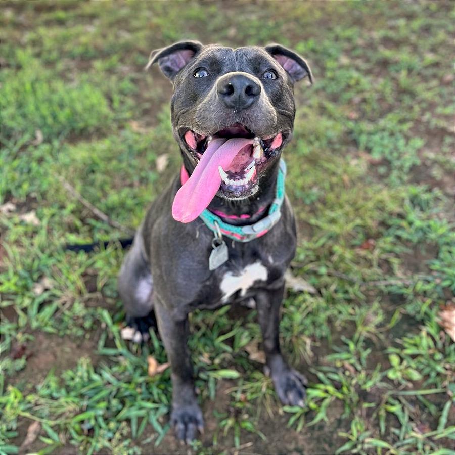 Sage, Adoptable, Adult Female Mixed Breed.