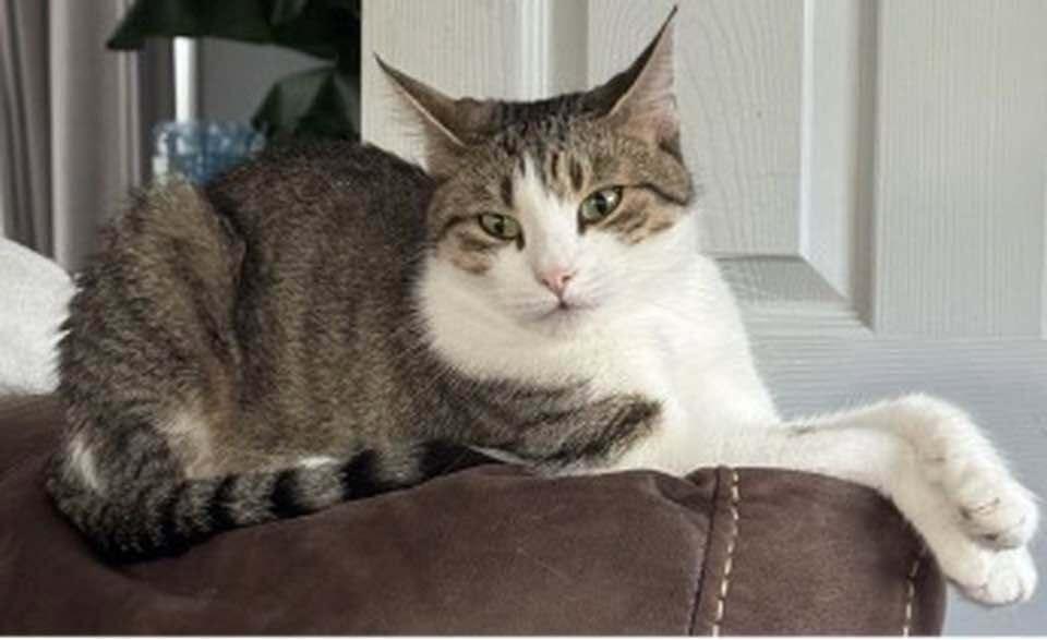 *Luna, Adoptable, Adult Female Domestic Short Hair.