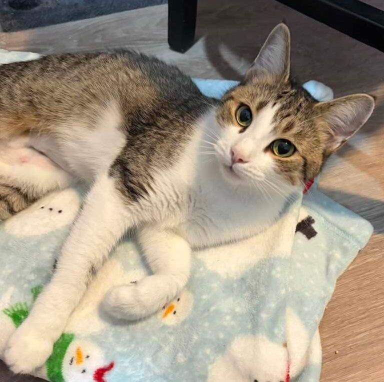 Enlarge *Luna, a Adoptable Domestic Short Hair in Hudson, NH image 2/3