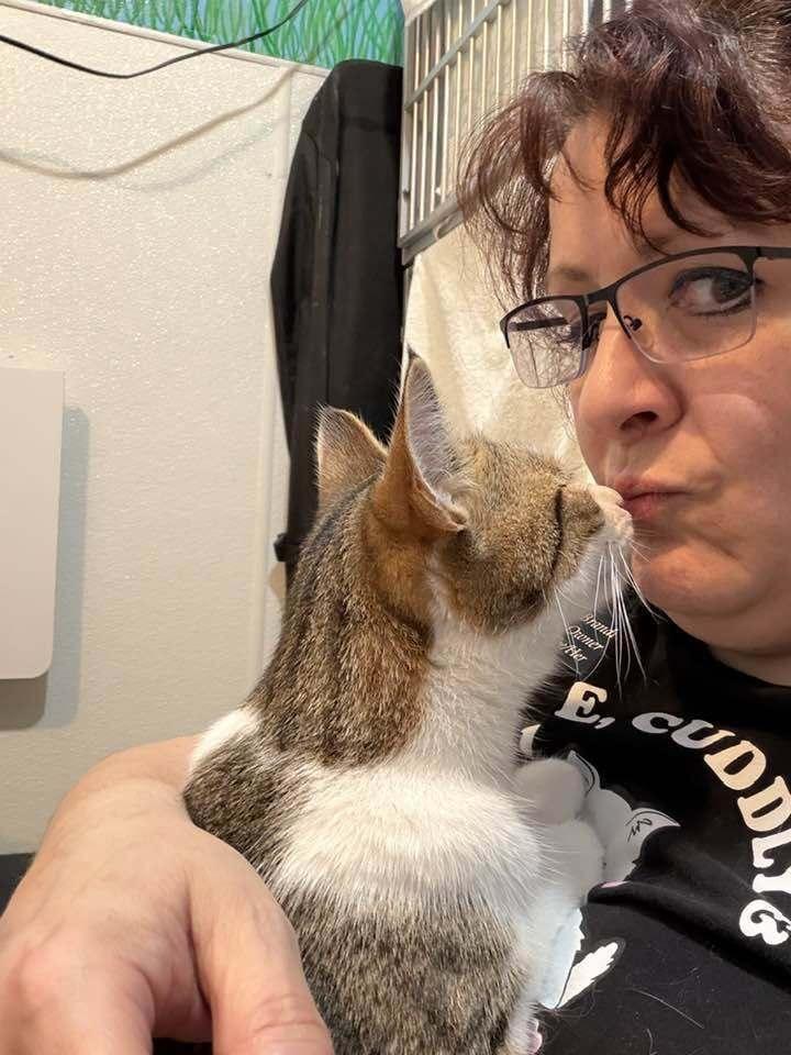 Enlarge *Luna, a Adoptable Domestic Short Hair in Hudson, NH image 3/3