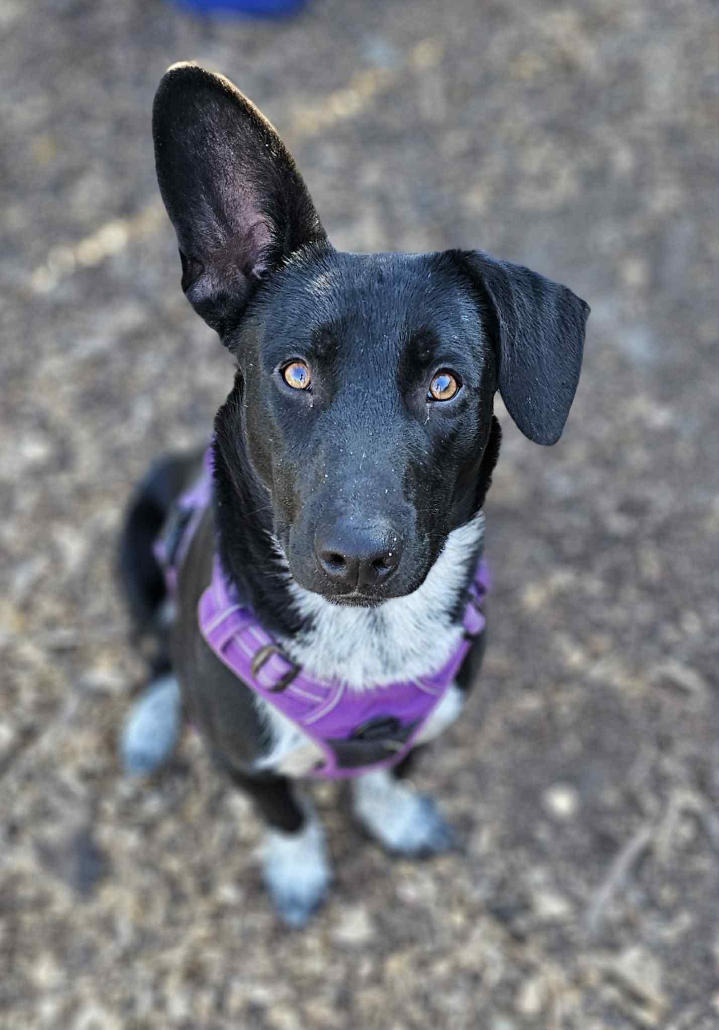 Stew available at Charlie's Little Dog House