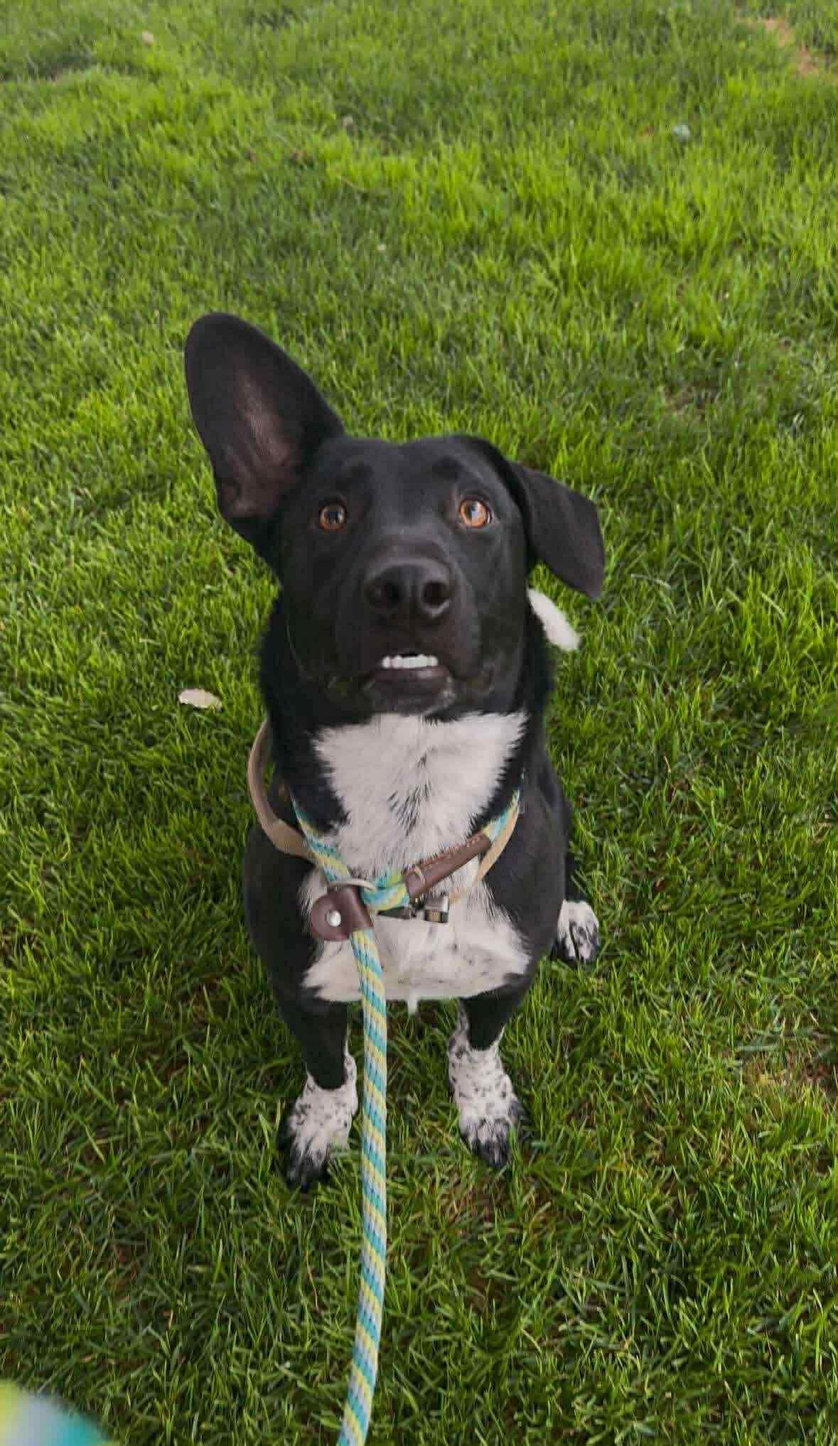 Stew available at Charlie's Little Dog House