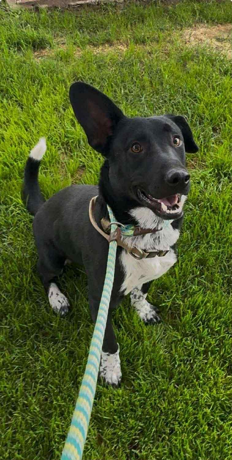 Stew available at Charlie's Little Dog House