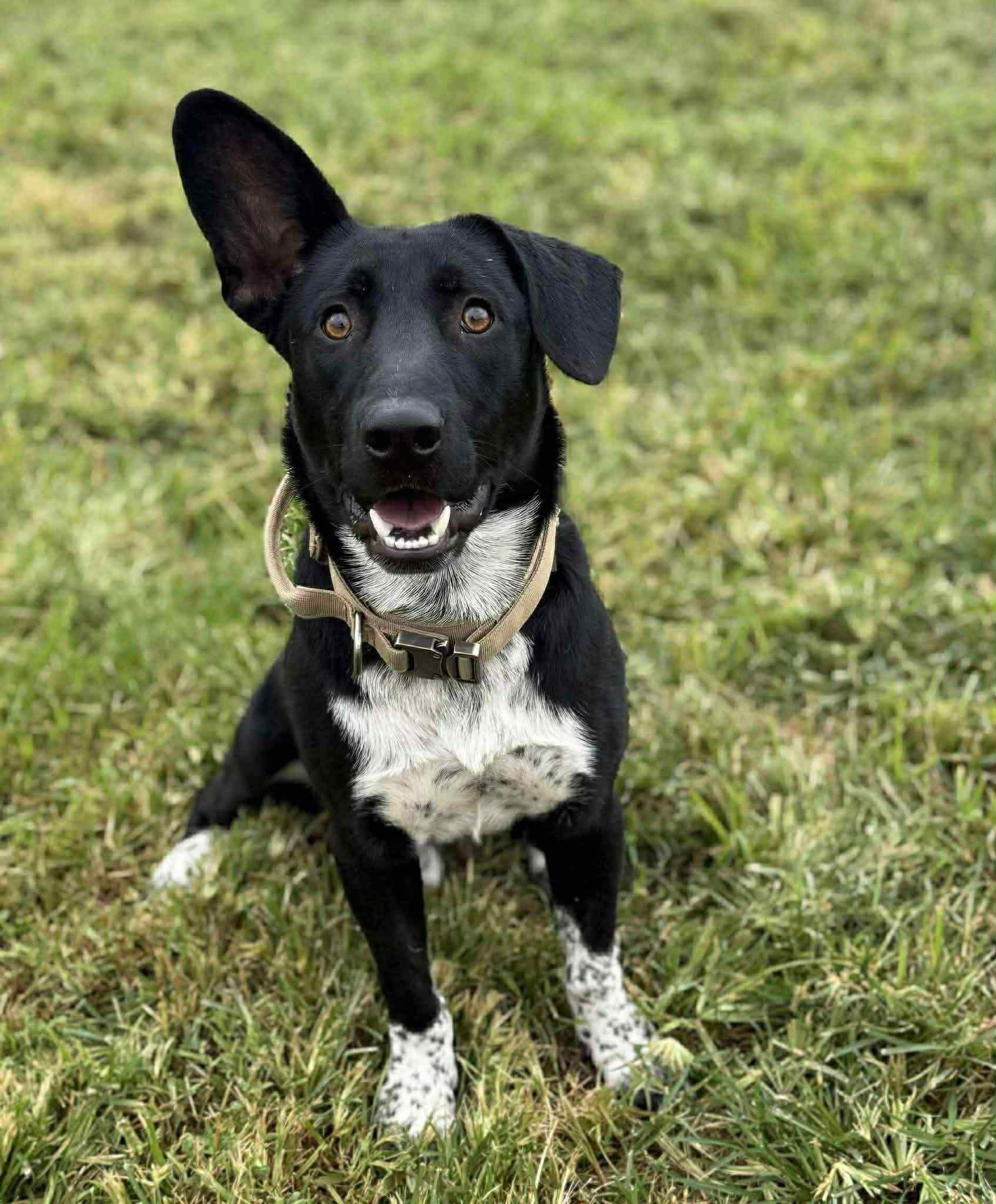 Stew available at Charlie's Little Dog House