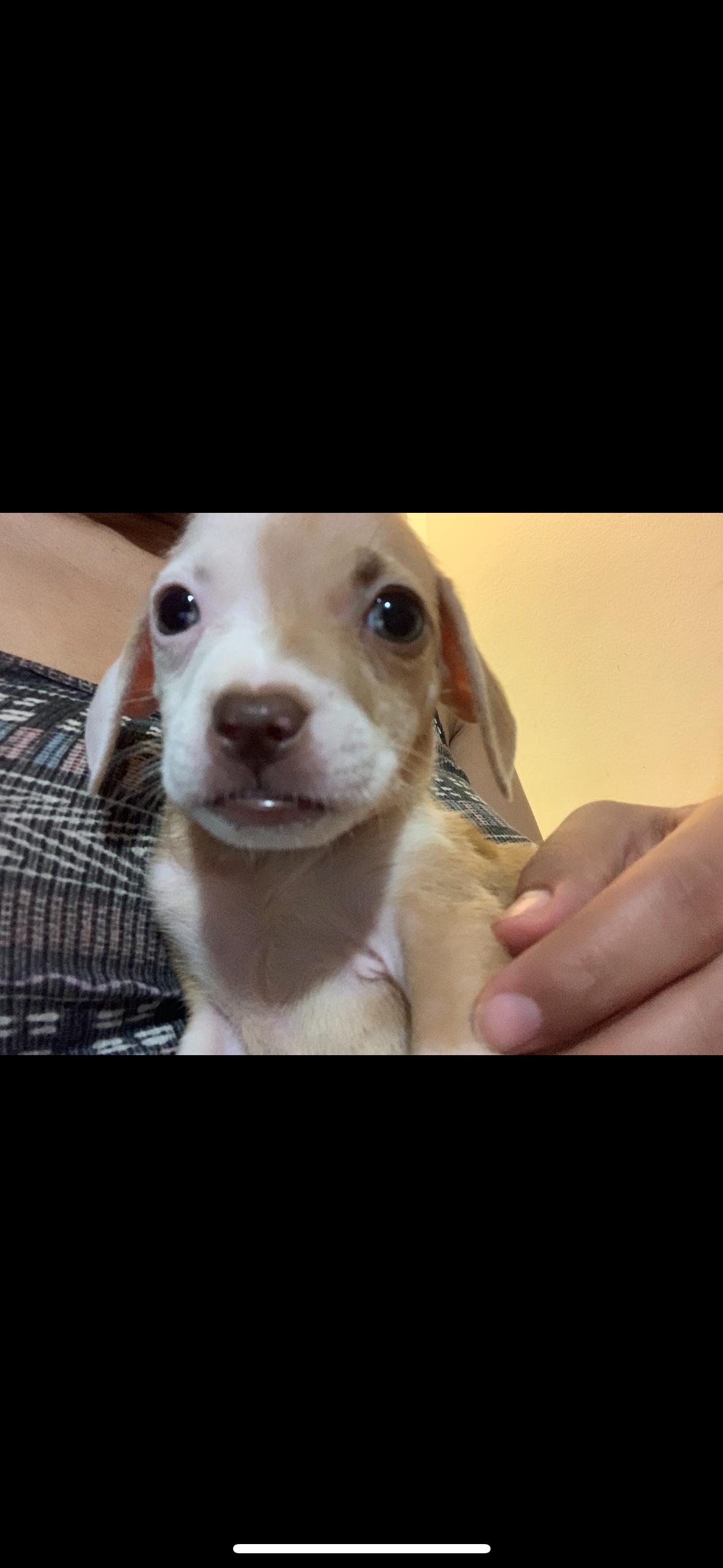 Leeloo - The Smallest of Small Babes, a Adopted Mixed Breed in Boston, MA image 1/4