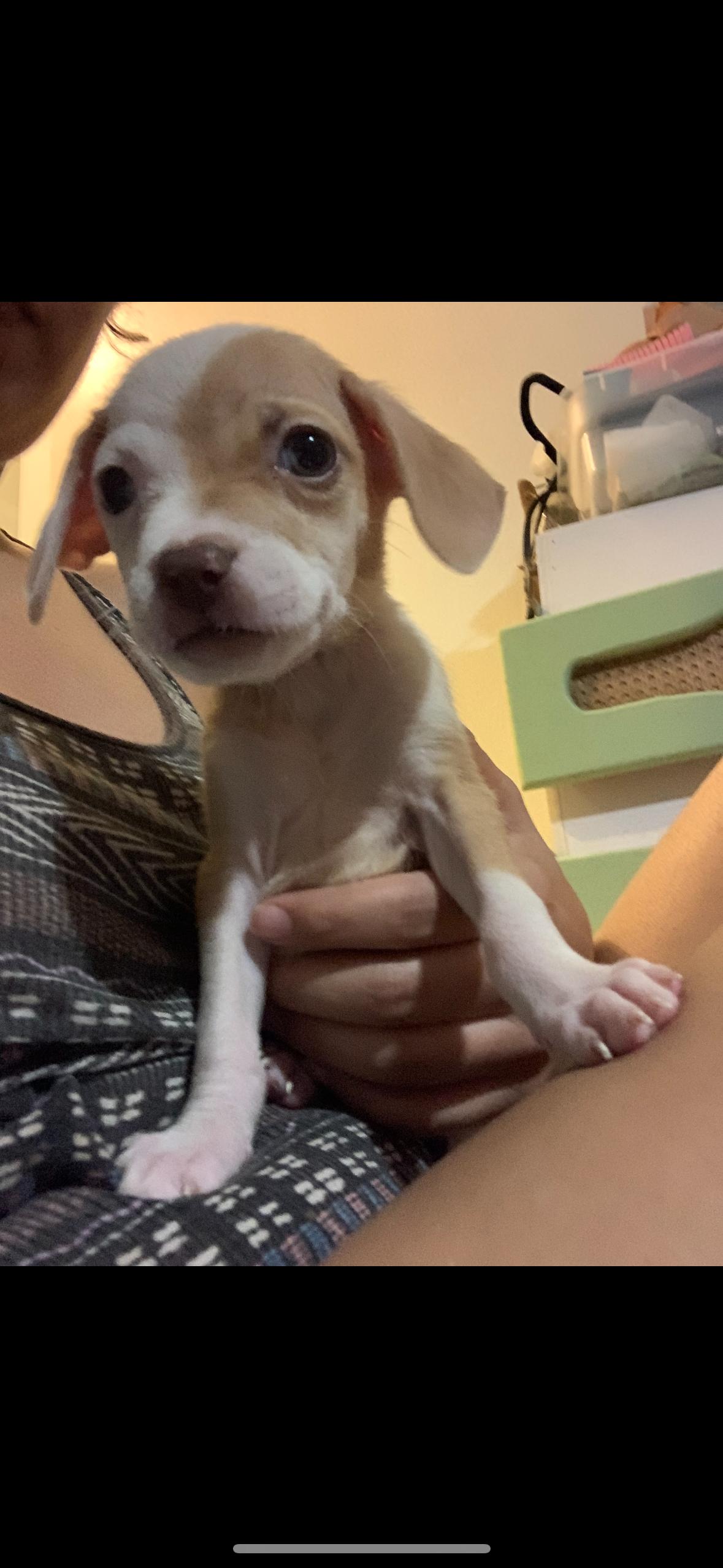 Leeloo - The Smallest of Small Babes, a Adopted Mixed Breed in Boston, MA image 2/4