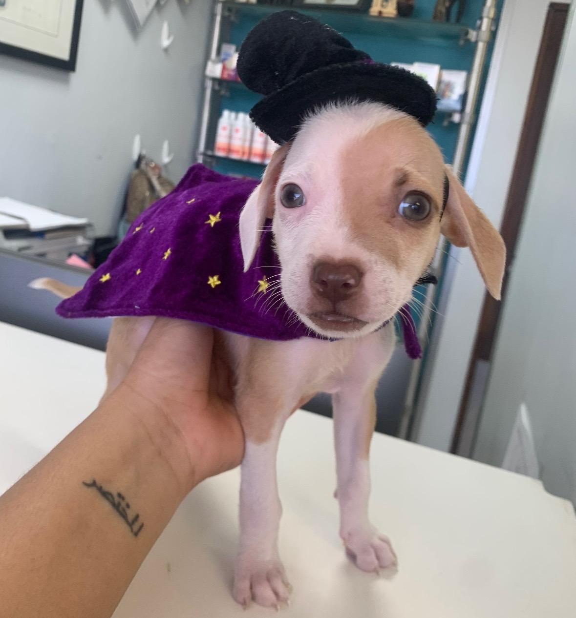 Leeloo - The Smallest of Small Babes, a Adopted Mixed Breed in Boston, MA image 3/4