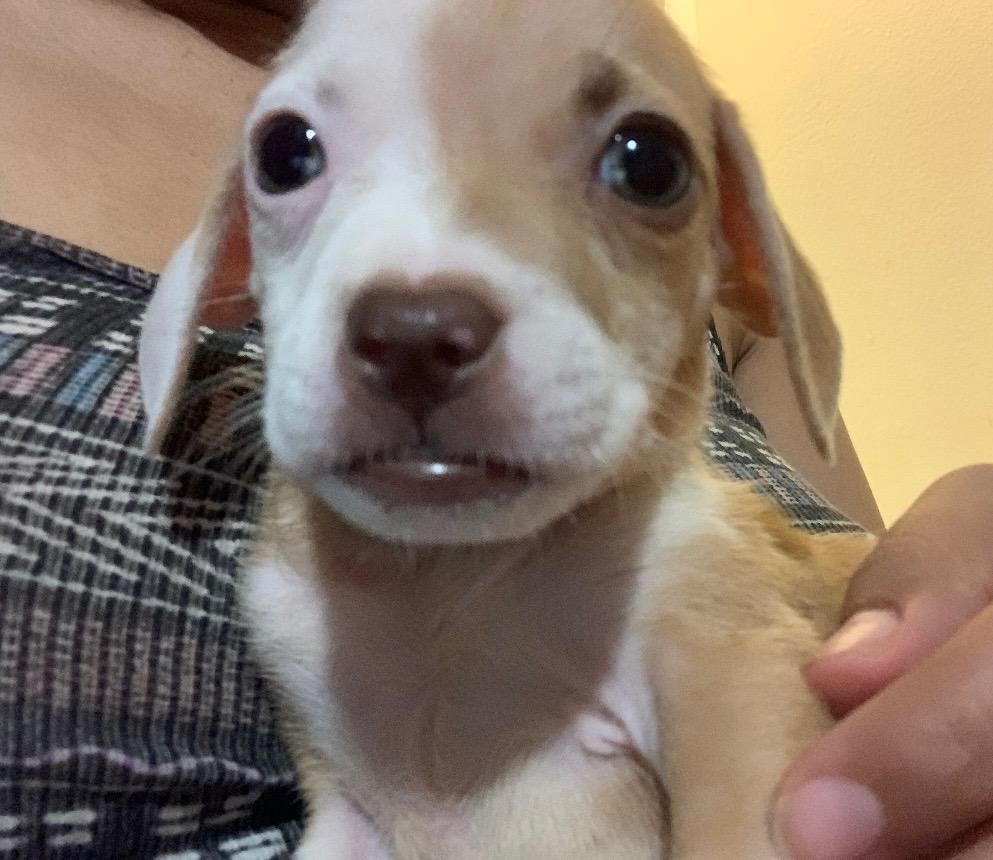 Leeloo - The Smallest of Small Babes, a Adopted Mixed Breed in Boston, MA image 4/4