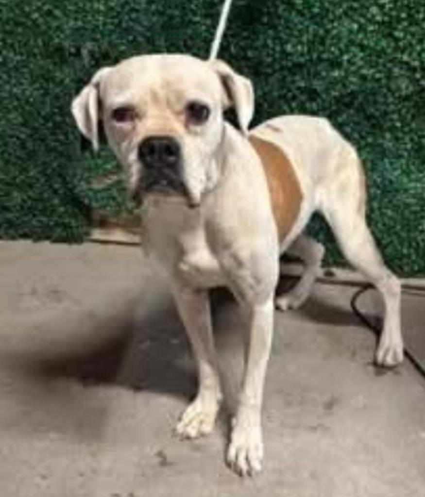 Enlarge Caramela, a Adoptable Boxer in Fort Stockton, TX image 1/1