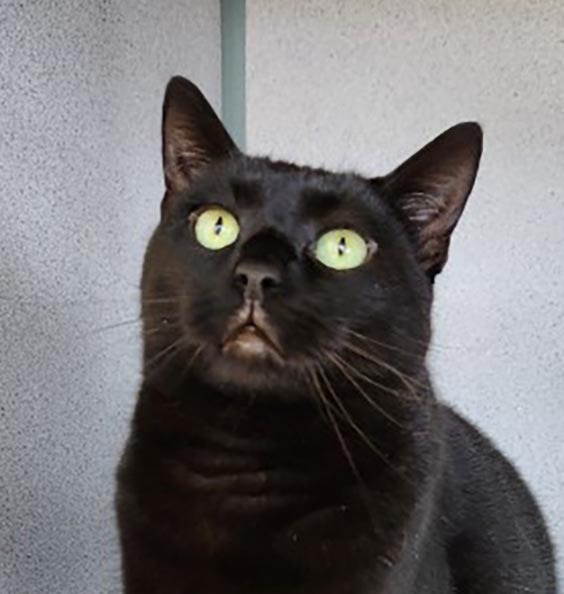 Monroe, a Adoptable Domestic Short Hair in Lambertville, NJ image 1/2