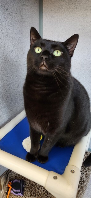Monroe, a Adoptable Domestic Short Hair in Lambertville, NJ image 2/2
