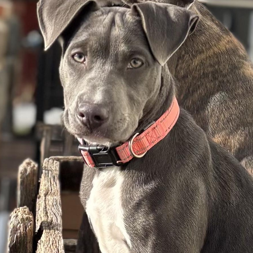 Enlarge Millie, a Adoptable mixed breed in York, PA image 4/6