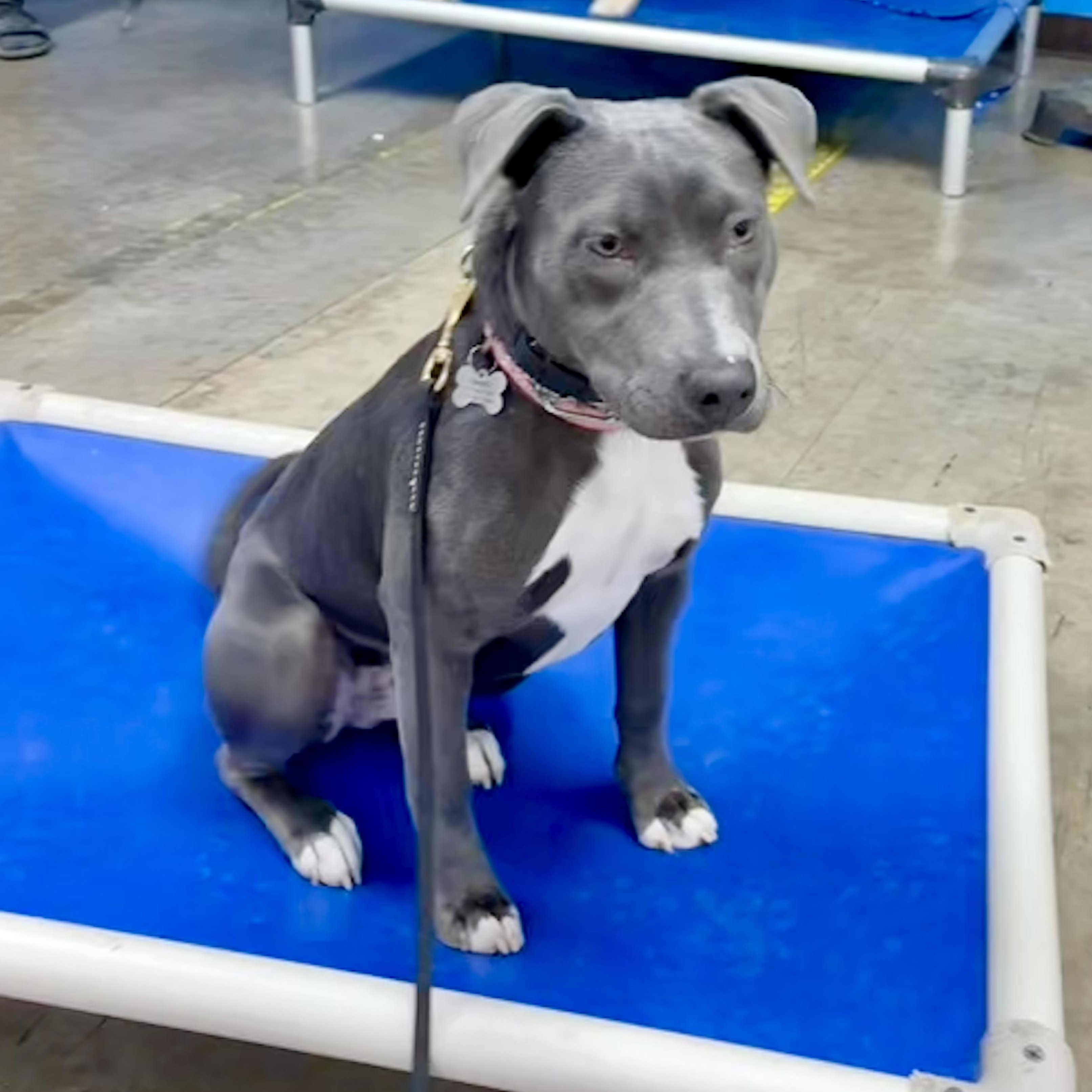 Enlarge Millie, a Adoptable mixed breed in York, PA image 3/6