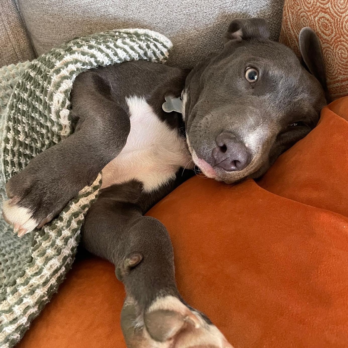 Enlarge Millie, a Adoptable mixed breed in York, PA image 2/6