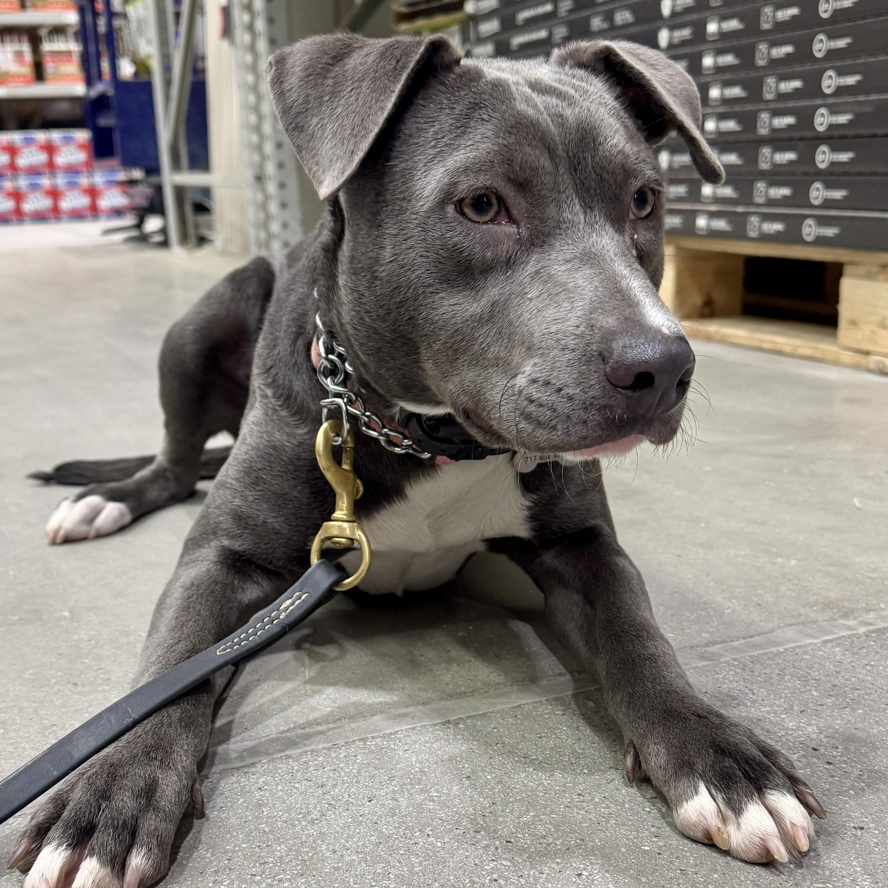 Enlarge Millie, a Adoptable mixed breed in York, PA image 5/6