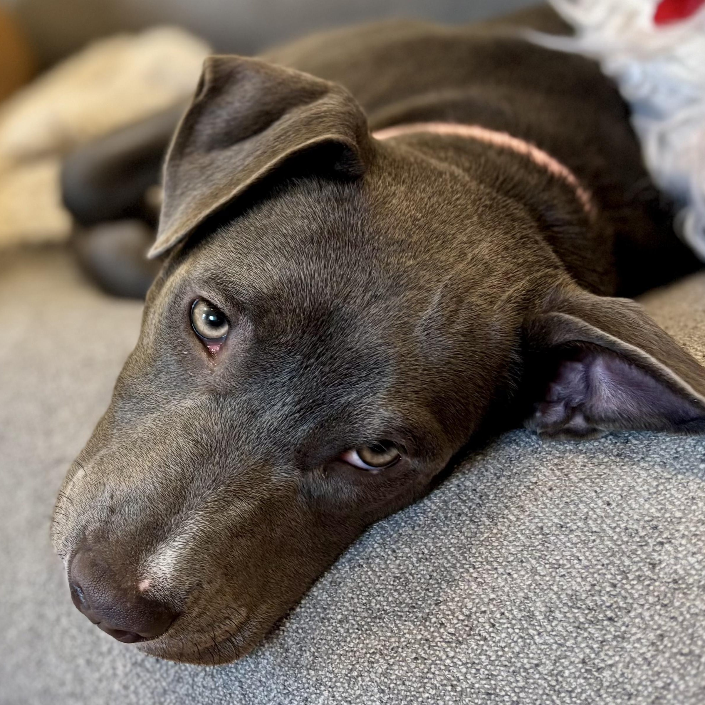 Enlarge Millie, a Adoptable mixed breed in York, PA image 6/6