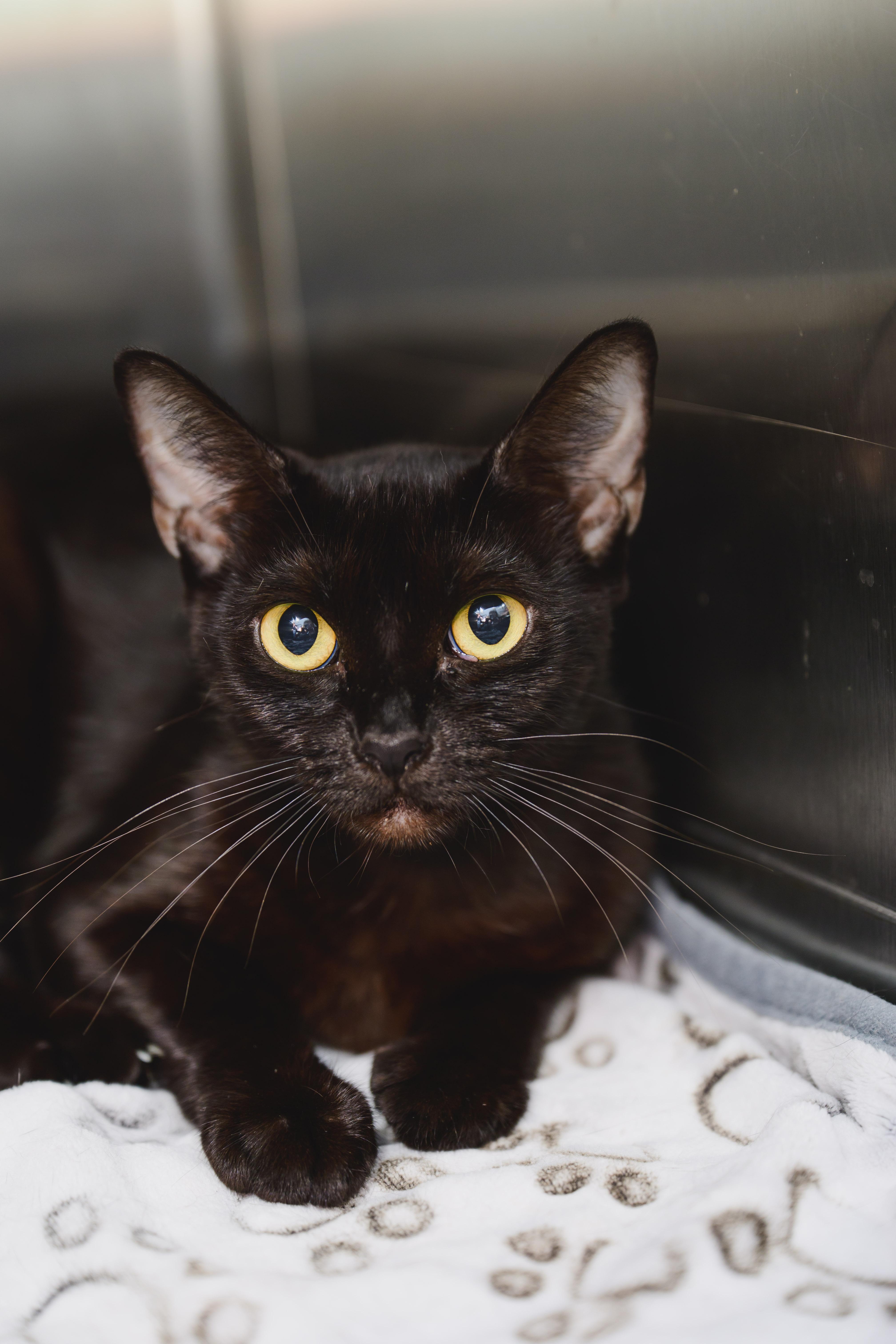 Charlize, Adopted, Young Female Domestic Short Hair.