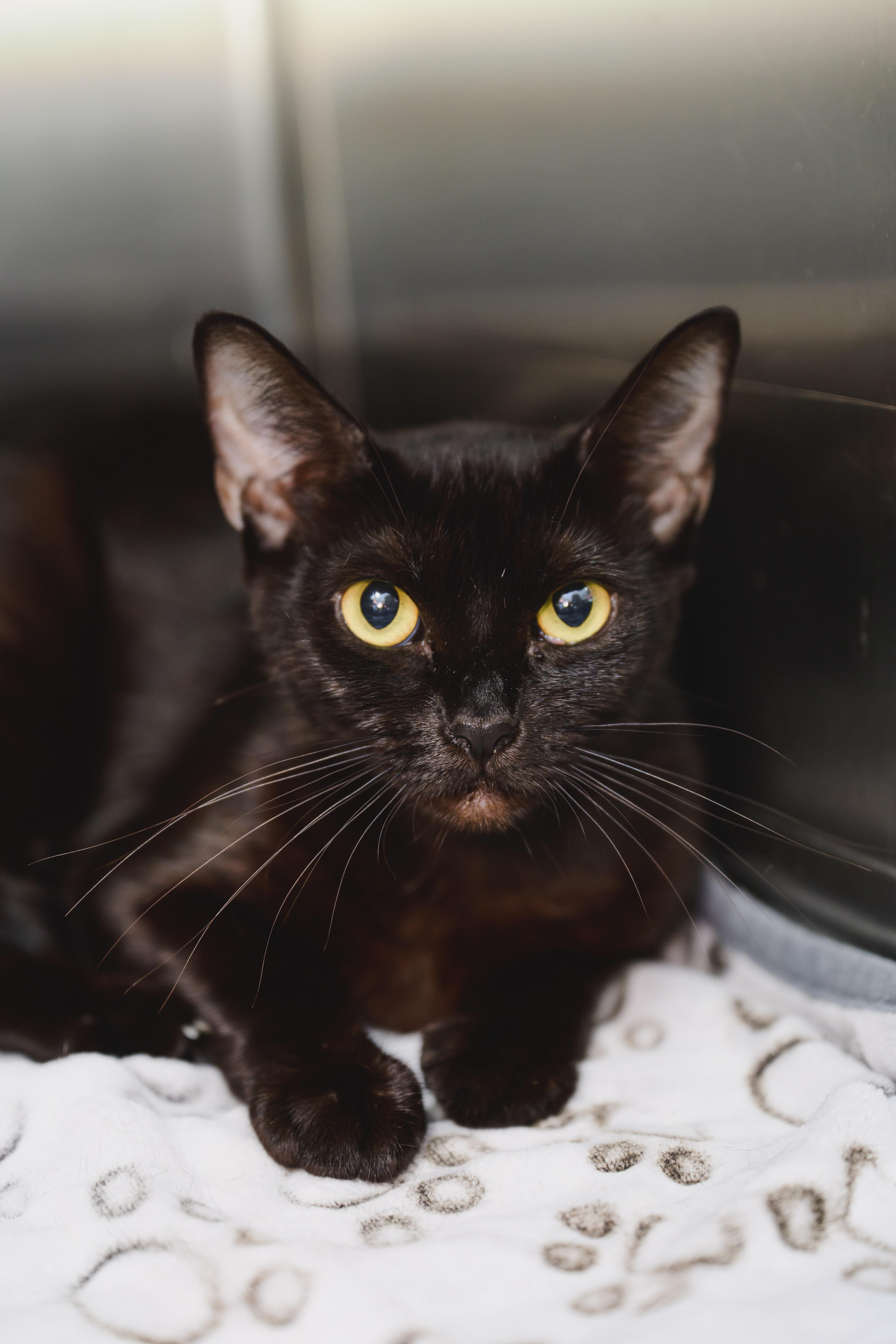 Charlize, a Adopted Domestic Short Hair in Honolulu, HI image 2/3