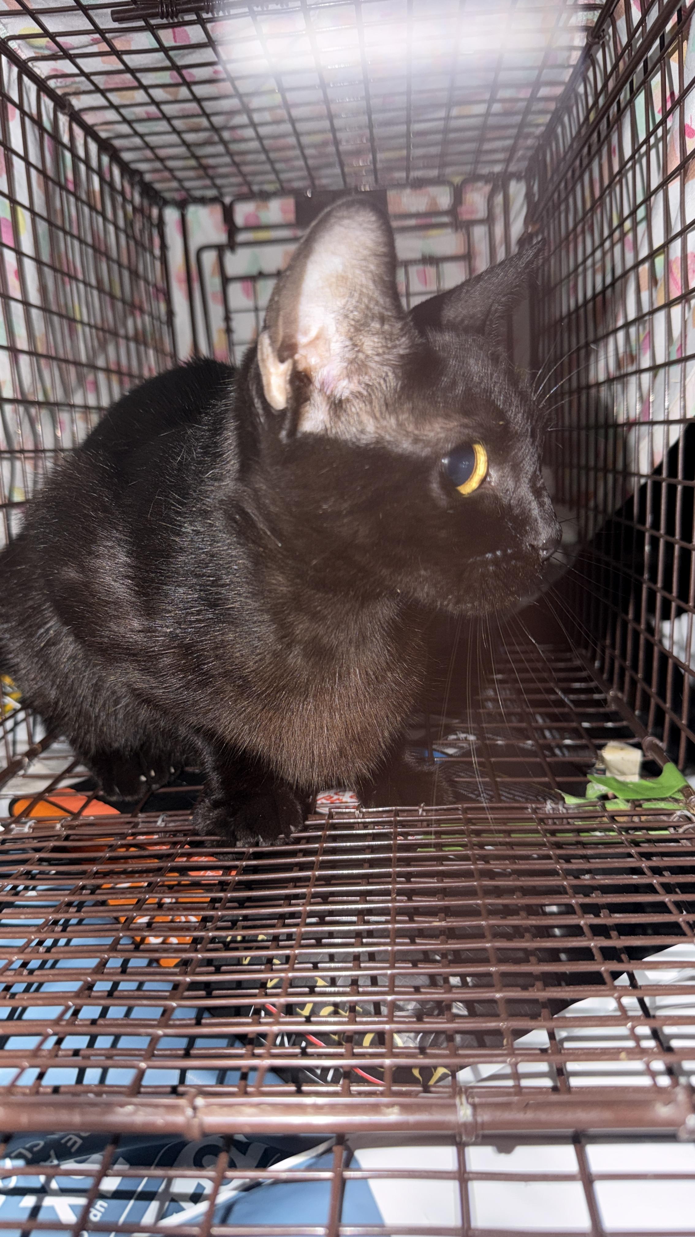 Charlize, a Adopted Domestic Short Hair in Honolulu, HI image 3/3