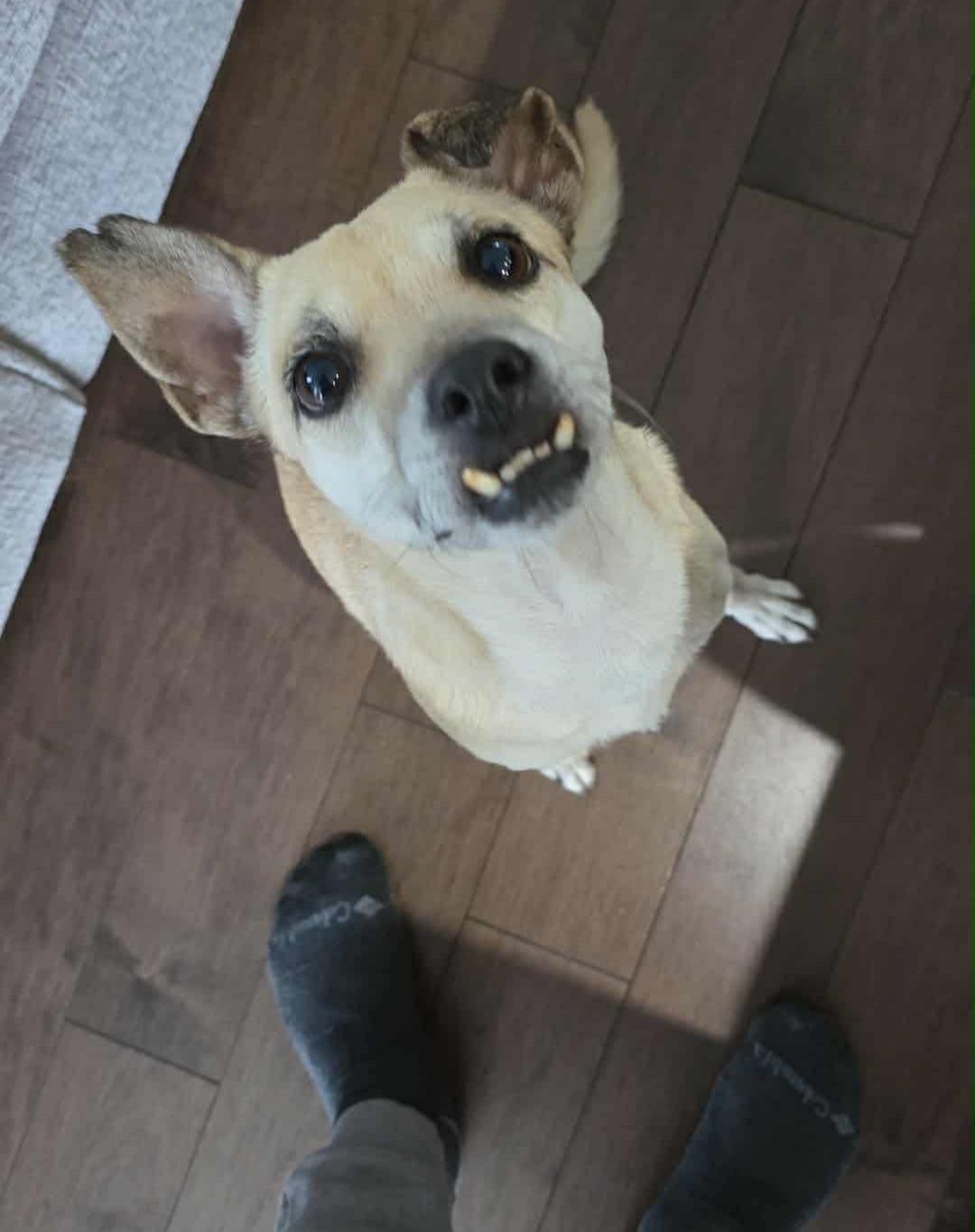 Enlarge Pera, a ADOPTABLE mixed breed in Calgary, AB image 4/6