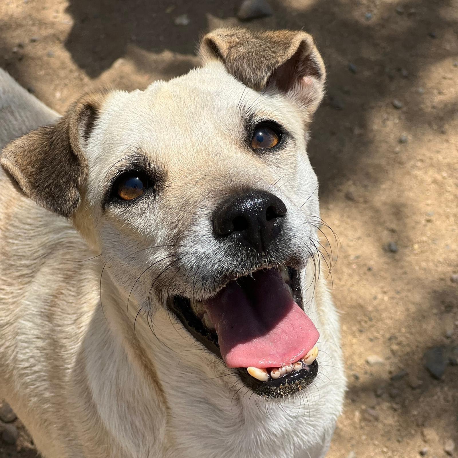 Enlarge Pera, a ADOPTABLE mixed breed in Calgary, AB image 6/6