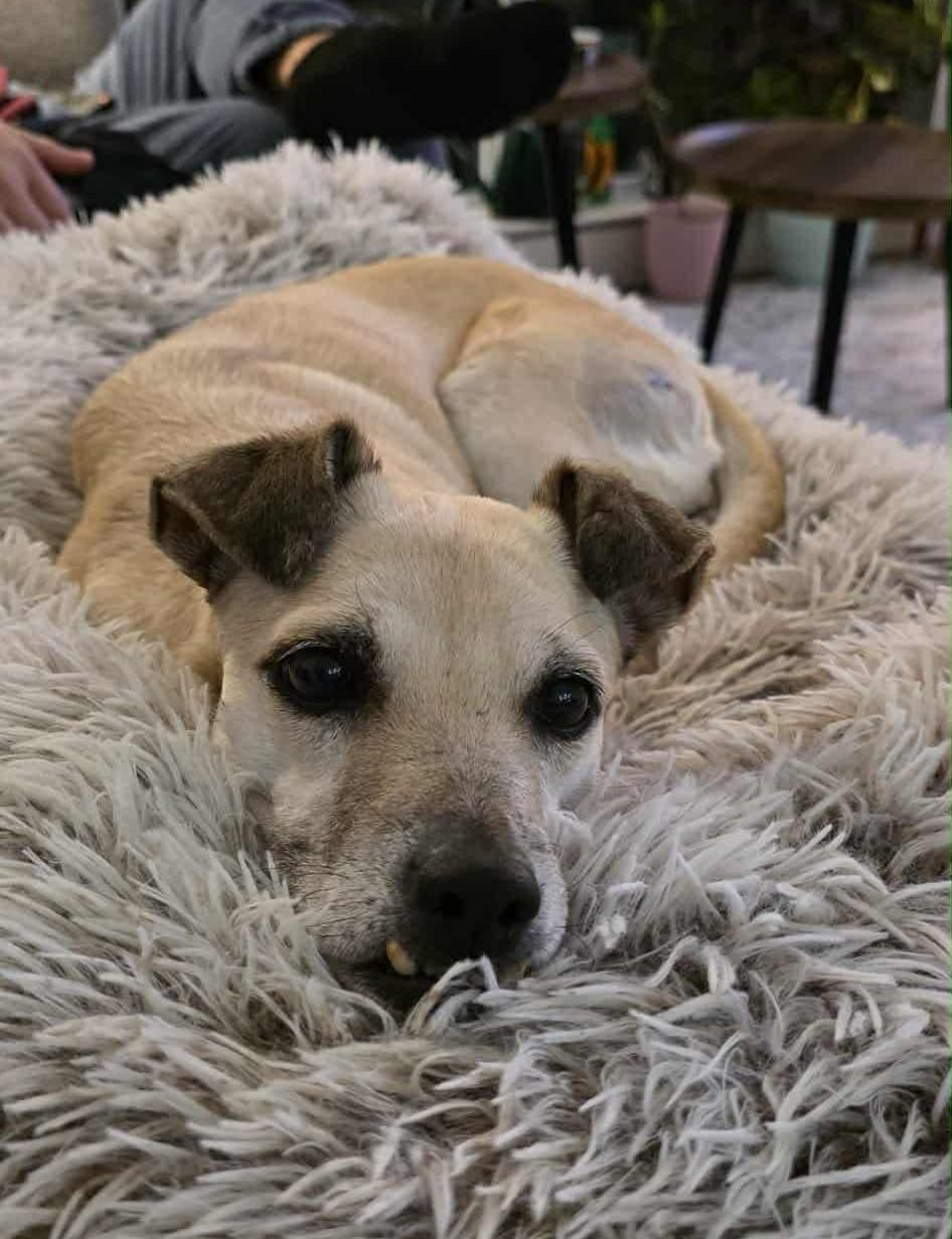 Enlarge Pera, a ADOPTABLE mixed breed in Calgary, AB image 5/6