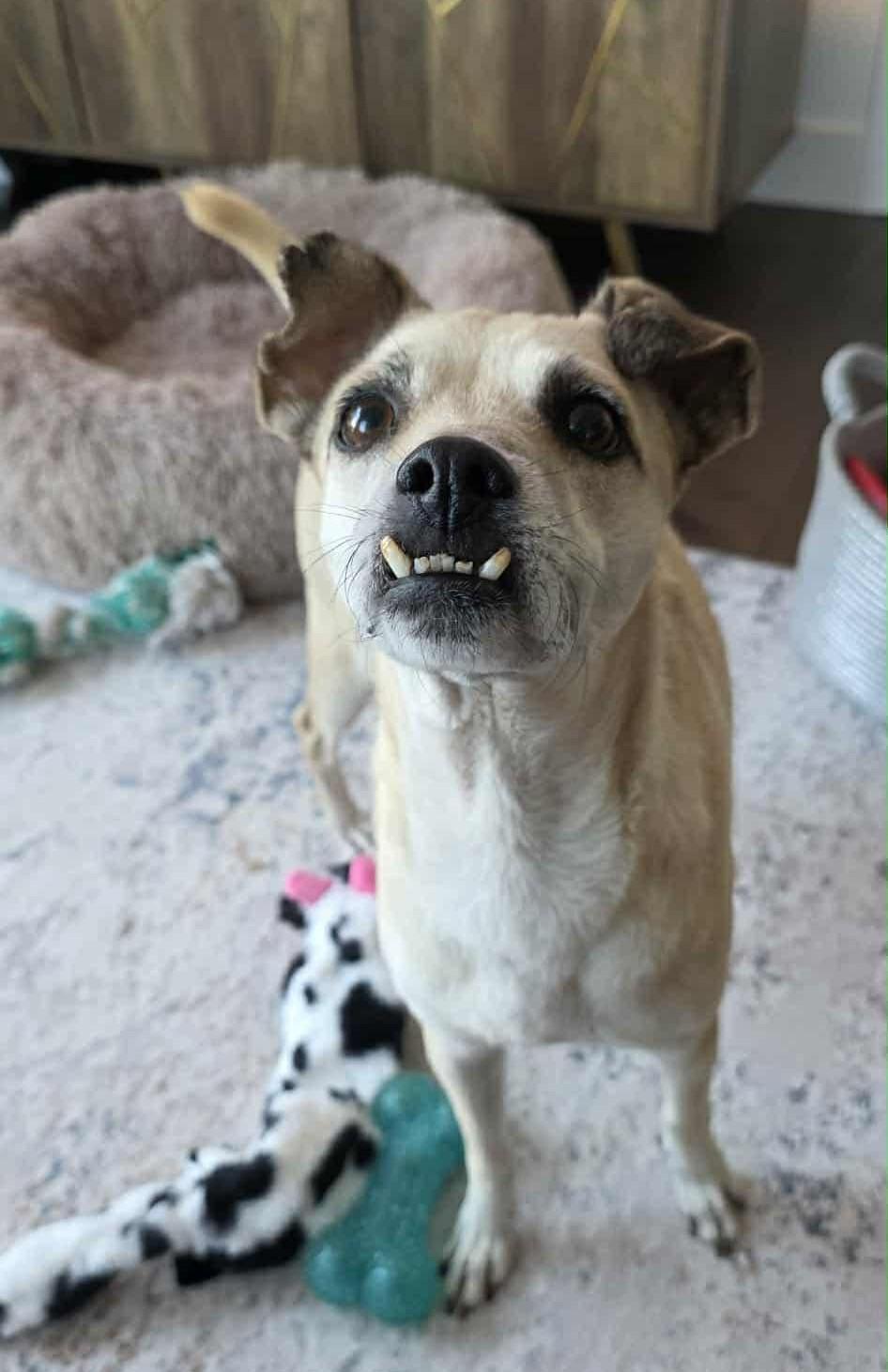 Pera, ADOPTABLE, Senior Female Italian Greyhound.