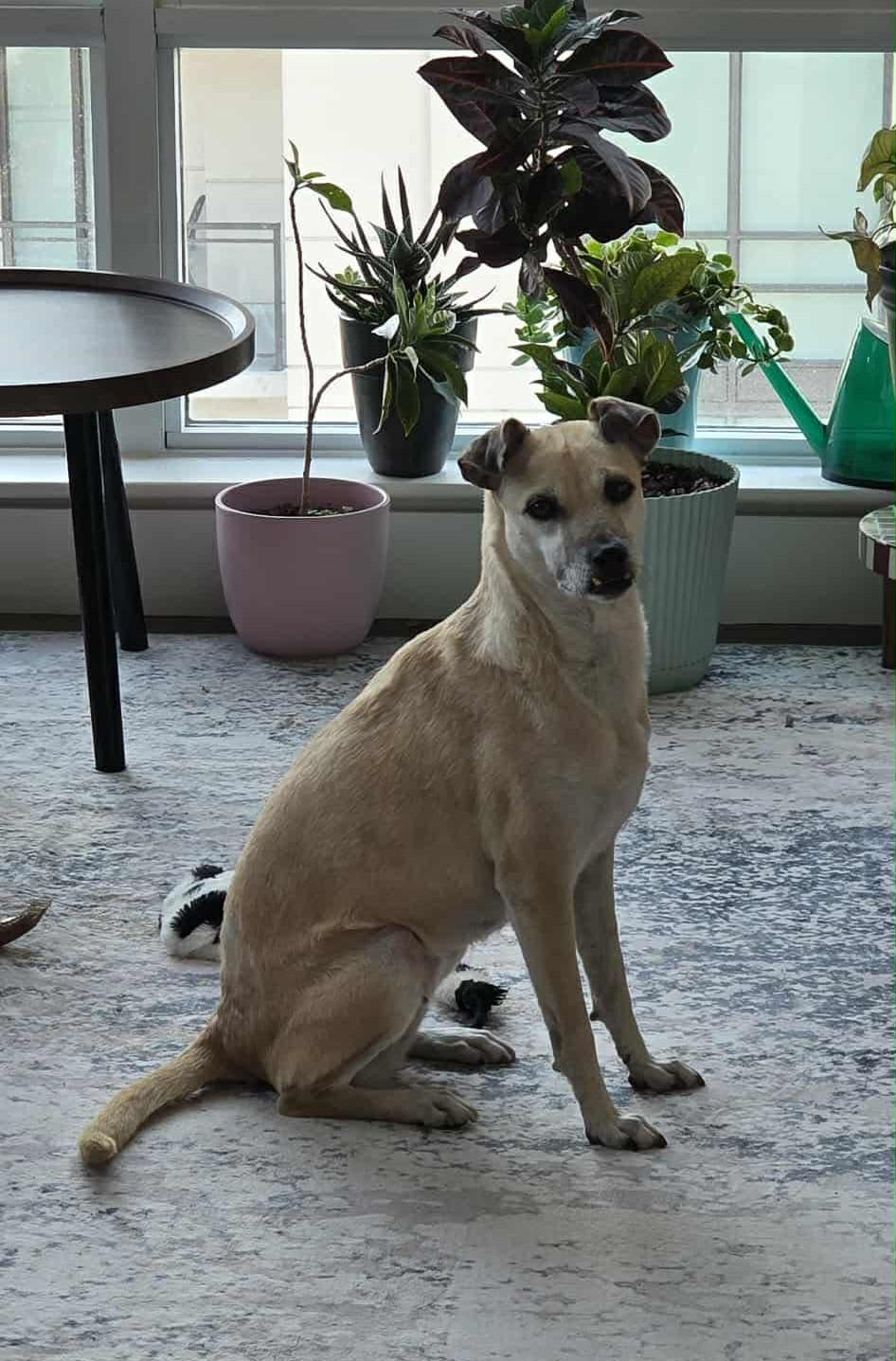 Enlarge Pera, a ADOPTABLE mixed breed in Calgary, AB image 2/6