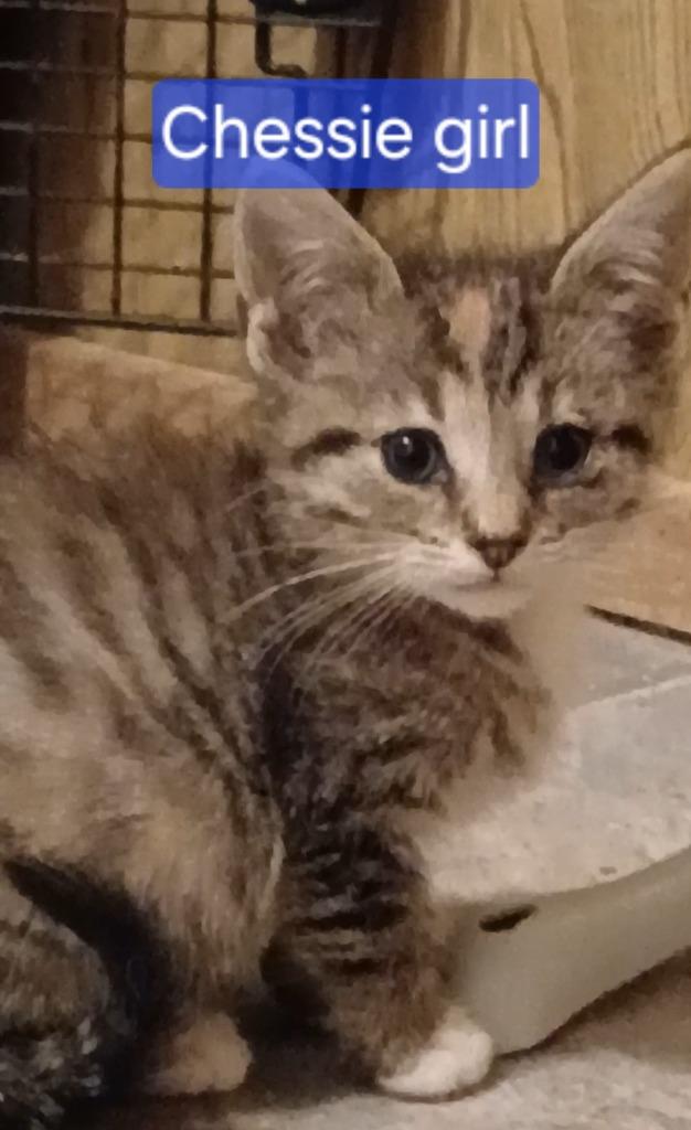 Enlarge Chessie, a Adoptable mixed breed in Olney, IL image 4/6