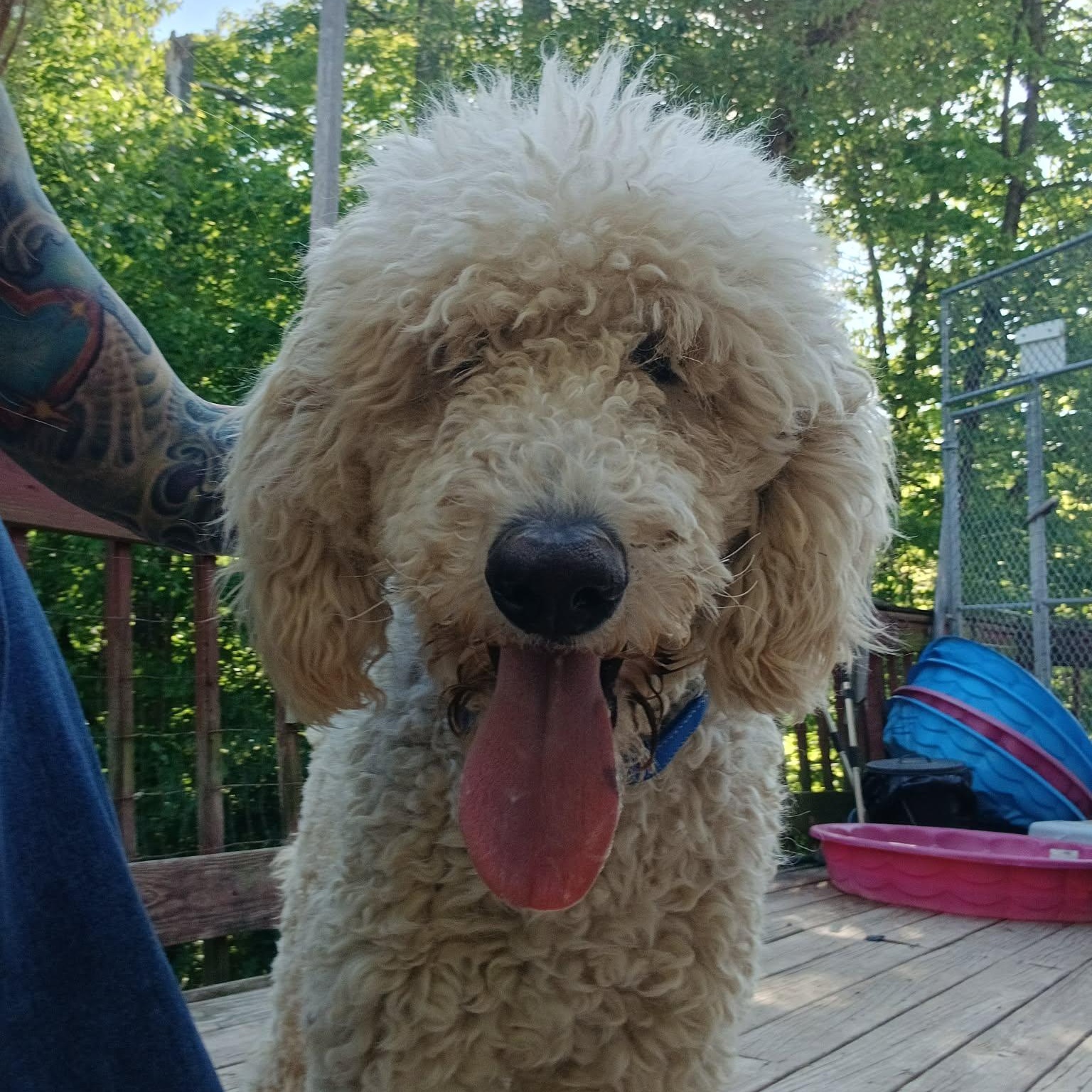 Timmy, adopted, Young Male Bernadoodle & Goldendoodle.